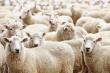 Россия запретила ввоз скота из Италии, Греции и Болгарии