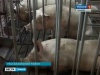 Тамбовская область: Не допустить африканской чумы свиней