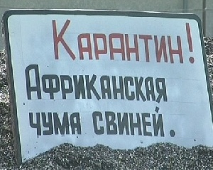 В Черниговской области выявлен вирус африканской чумы свиней