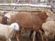 Самарский центр развития животноводства "Велес" закупит овец на 4,5 млн рублей
