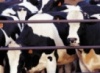 Экструдированный корм благотворно влияет на мясо и молоко коров