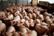 Дефицита свиней в Ульяновской области не будет, благодаря строительству нового свинокомплекса от ООО «РОС-Бекон» в Теренгульском районе