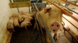 Эмбарго России на ввоз продуктов может уничтожить животноводство Литвы