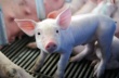 США исследует возможность передачи вируса свиной диареи через корма