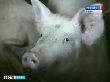 Торговцев мясом предупреждают о вирусе африканской чумы