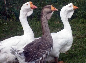 В Харбине выявлен случай массового заражения гусей птичьим гриппом