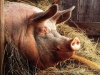 Чума свиней: глупо экономить на защите