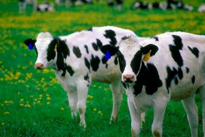 Программа по борьбе с лейкемией крупного рогатого скота будет запущена в Подмосковье в 2018 году