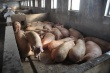 ООО «Агросоюз»: Обеспечиваем смолян качественной свининой