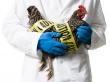 Новый случай птичьего гриппа подтвержден в Швеции