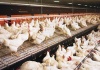 Тюменские птицефабрики получат господдержку