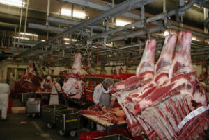 Калмыкия: поставщики мяса нарушают правила промышленного забоя