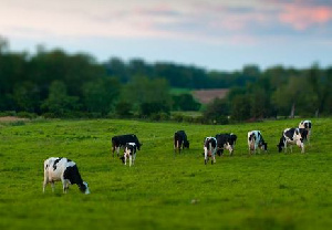 В Бурятии начали принимать заявки на господдержку от животноводов