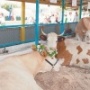 Ставку на молоко и говядину будут делать в ближайшие 10 лет животноводы Липецкой области