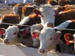 Минсельхоз РФ отобрал для субсидирования 60 инвестпроектов по производству говядины