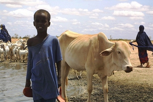 Миллионы животноводов смогут решать судьбы отрасли через Интернет