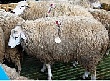 В городе Элиста Республики Калмыкия завершилась XV Всероссийская выставка племенных овец