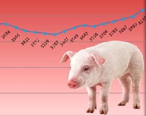 В России дешевеет свинина и мясо бройлера В России дешевеет свинина и мясо бройлера
