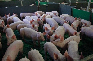 Якутские свиноводческие фермы будут построены в Приамурье