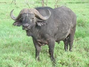 На Смоленщине завелись больные мальтийской лихорадкой буйволы