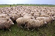 В Якутии будут разводить овец бурятской породы
