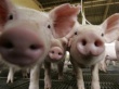 В Брянской области будут тщательно следить за популяцией диких и домашних свиней