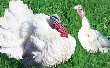 В Татарстан завезут инкубационные яйца индеек из Франции