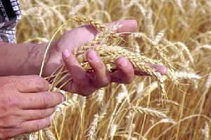 На заседании администрации Костромской области утвержден порядок предоставления субсидий сельскохозтоваропроизводителям региона на поддержку животноводства.
