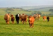 Поголовье скота и птицы в Башкирии осталось на уровне 2012 года – Минсельхоз РБ