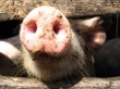 В Брянском районе проверят 100% поголовья домашних свиней из-за наличия возбудителя АЧС в одном из хозяйств