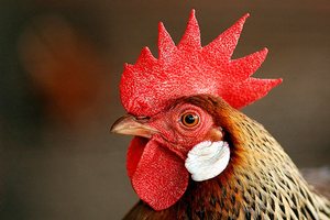  Австралийские птицефабрики превращаются в «супер фермы»
