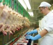 Птицеперерабатывающие предприятия Великобритании проверят на соблюдение правил пищевой безопасности