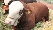 Американские животноводы, испытывая трудности дома, находят для своего скота рынки в России