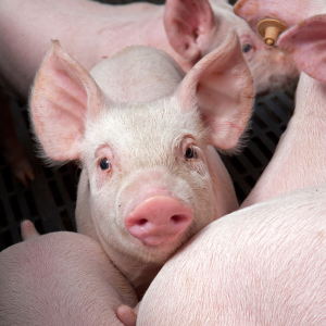 Свинокомплекс "Вердазернопродукт" заработает в августе 2022 года