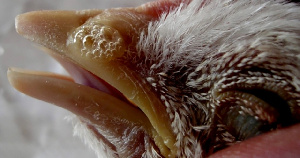 Россельхознадзор запретил ввоз продукции птицеводства из Болгарии