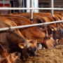 Объем страхования скота в России вырос на 28%