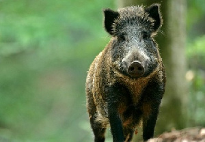 В Бельгии запретили гулять в лесу из-за африканской чумы свиней