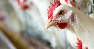 Имущество птицефабрики под Воронежем оценено в 315 млн рублей