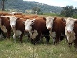 Казахстан: в августе показатель забоя всех видов скота и птицы достиг 130,2 тыс тонн