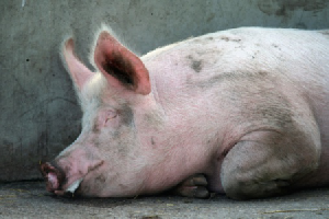 В мире зарегистрированы новые случаи африканской чумы свиней
