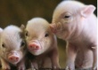 США: гибель поросят от свиной диареи чаще всего наблюдалась в зимние месяцы