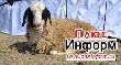 За мясом уже приехали! За мясом уже приехали!