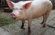 Госветфитослужба Украины запретила ввоз свиней с Дальнего Востока