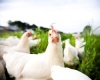 В 2011 г. объем производства мяса птицы значительно вырос