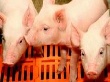 В Кормиловку привезли свиней из Орловской области