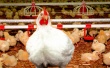 12 ноября в Таджикистане заработает новая птицефабрика