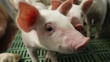 Комиссия по борьбе с африканской чумой свиней в Эстонии принимает меры