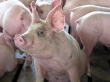 Колумбия открыла границы для поставок племенных свиней из США и Канады