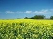 Глава Nestle объяснил рост цен на продукты питания развитием биотопливной отрасли