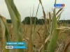 В Ордынском районе Новосибирской области из-за недостатка кормов под нож могут пустить элитный скот